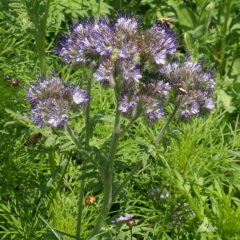 Lacy Phaceilia Mature