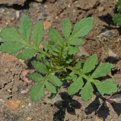 French Marigold Seedling