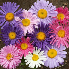 China Aster Mature