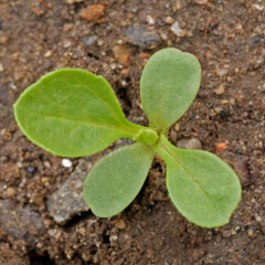 China Aster Seedling