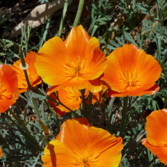 California Poppy Mature