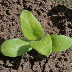 Calendula Seedling